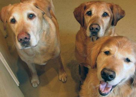 3 yellow labs