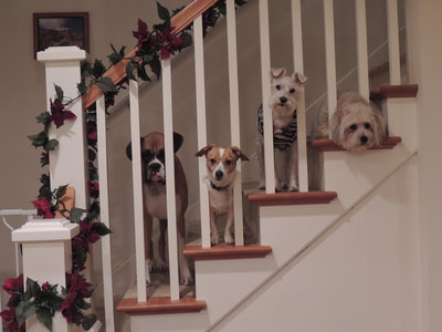 4 dogs on stairs