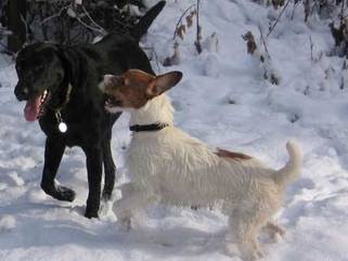 2 dogs playing in the snow